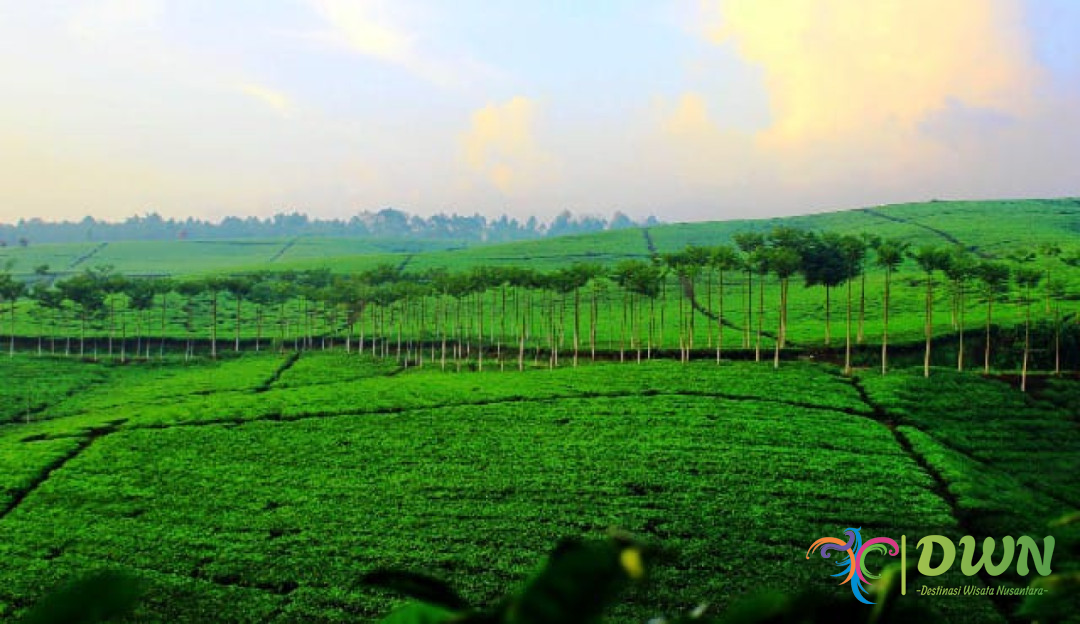 Kebun Teh Kebawetan: Destinasi Wisata Alam Yang Menyegarkan