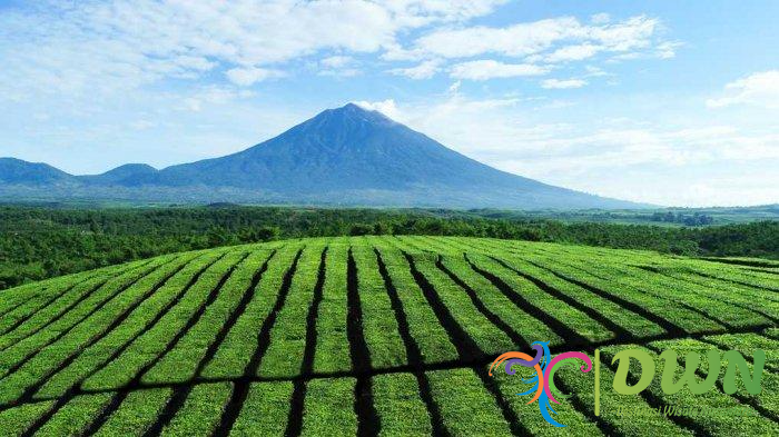 Perkebunan Teh Kayu Aro: Destinasi Sejuk di Tengah Keindahan