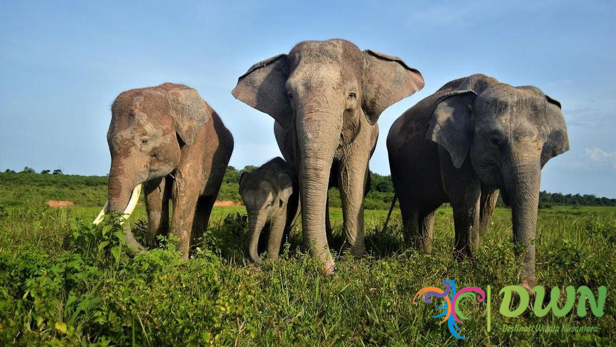 Way Kambas Lampung: Kehidupan Gajah di Habitat Aslinya