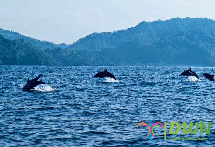 Teluk Kiluan Lampung: Keindahan Pantai dan Lumba-Lumba