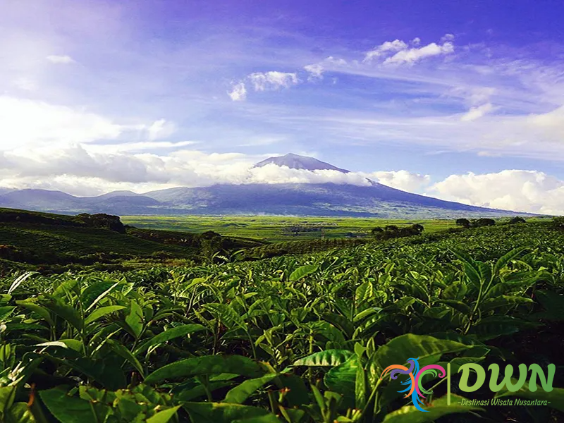 Perkebunan Teh Kayu Aro: Destinasi Sejuk di Tengah Keindahan