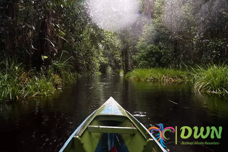 Taman Nasional Sebangau: Destinasi Tempat Tinggal Orangutan