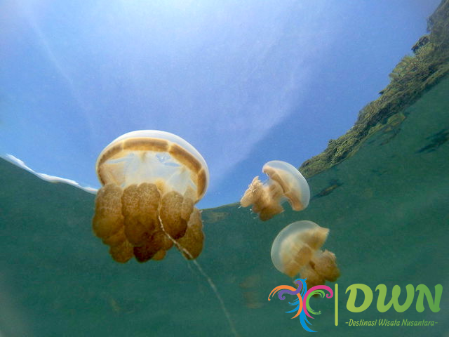 Pulau Kakaban, Destinasi Surga Tersembunyi di Kalimantan