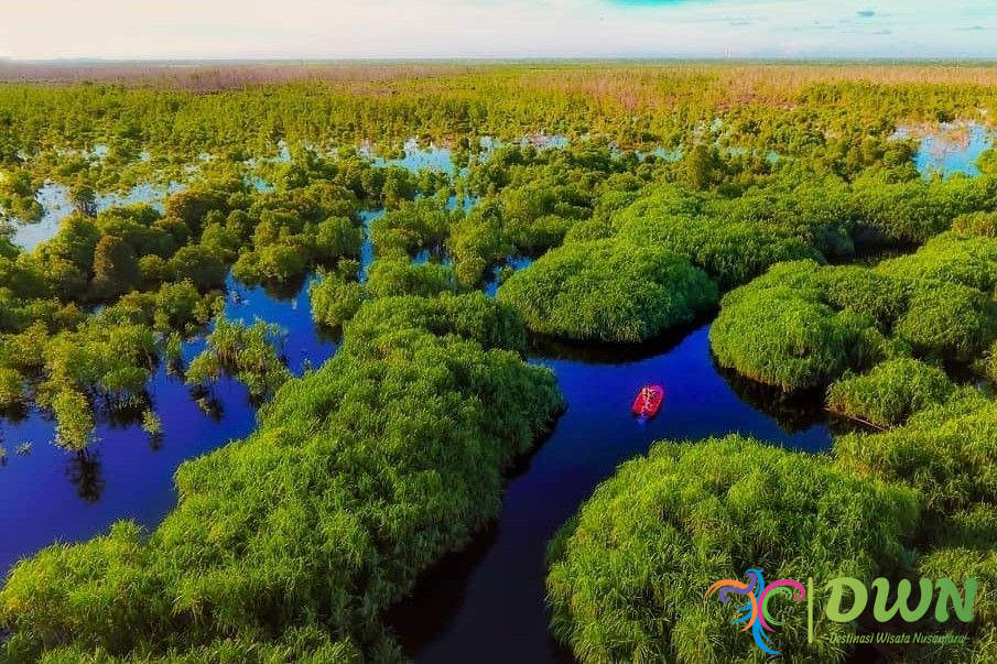 Taman Nasional Sebangau: Destinasi Tempat Tinggal Orangutan