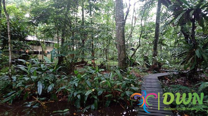 Hutan Arboretum Sylva: Rekreasi untuk Keluarga dan Pecinta Alam