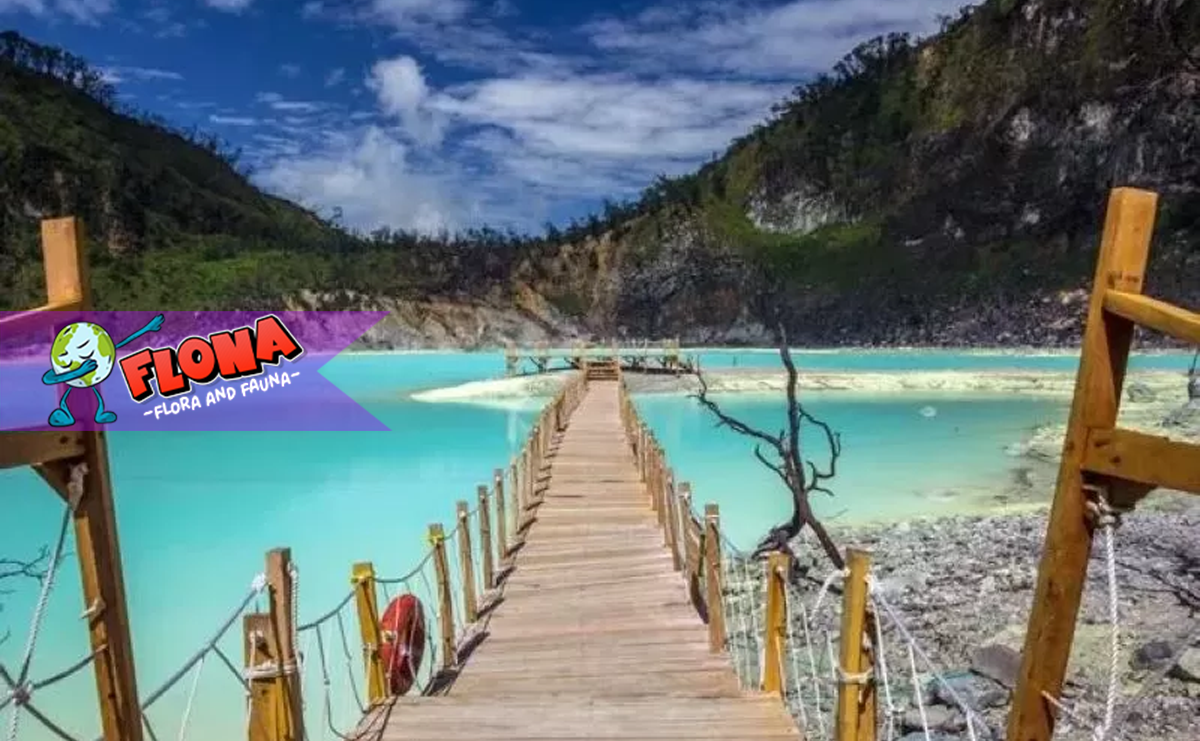 Kawah Putih: Panduan Wisata, Tiket Masuk, dan Tips Liburan