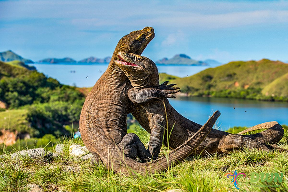 Taman Nasional Komodo: Keajaiban Alam yang Wajib Dikunjungi di Indonesia