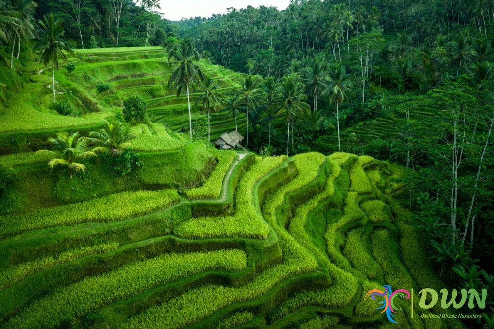 Pesona Tegallalang: Keindahan Terasering Bali yang Wajib Anda Kunjungi!