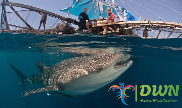 Whale Shark Gorontalo: Tempat dan Pengalaman Menakjubkan yang Harus Anda Coba