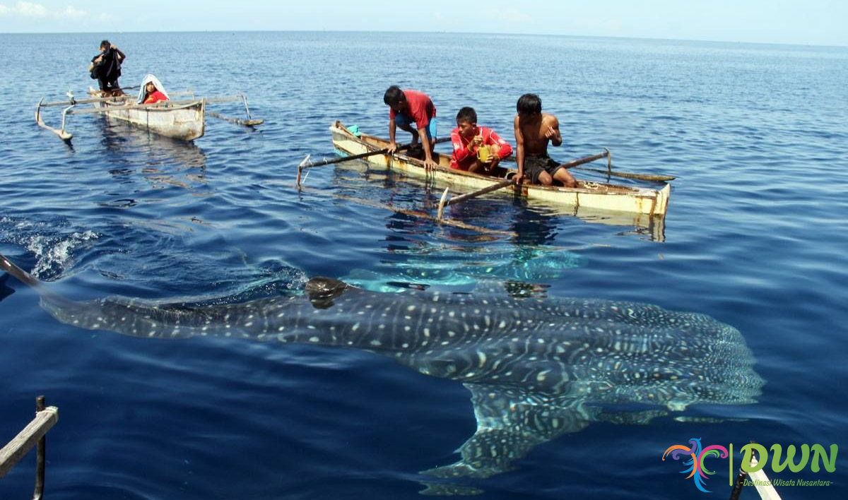 Whale Shark Gorontalo: Tempat dan Pengalaman Menakjubkan yang Harus Anda Coba