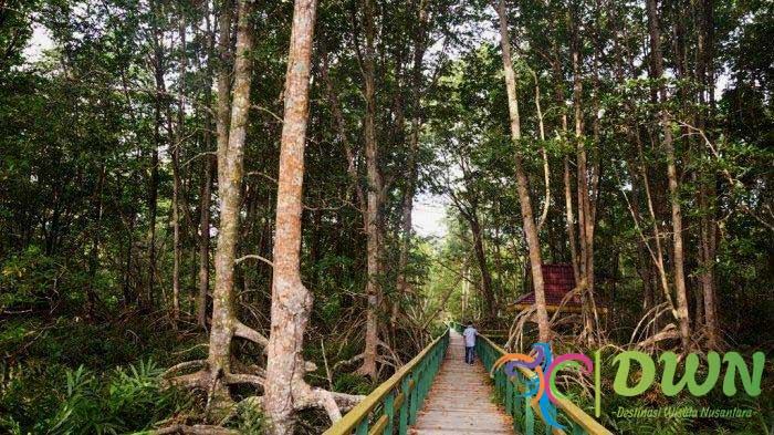 Ekowisata Hutan Mangrove Saluleang: Tempat Wisata Alam yang Wajib Dikunjungi