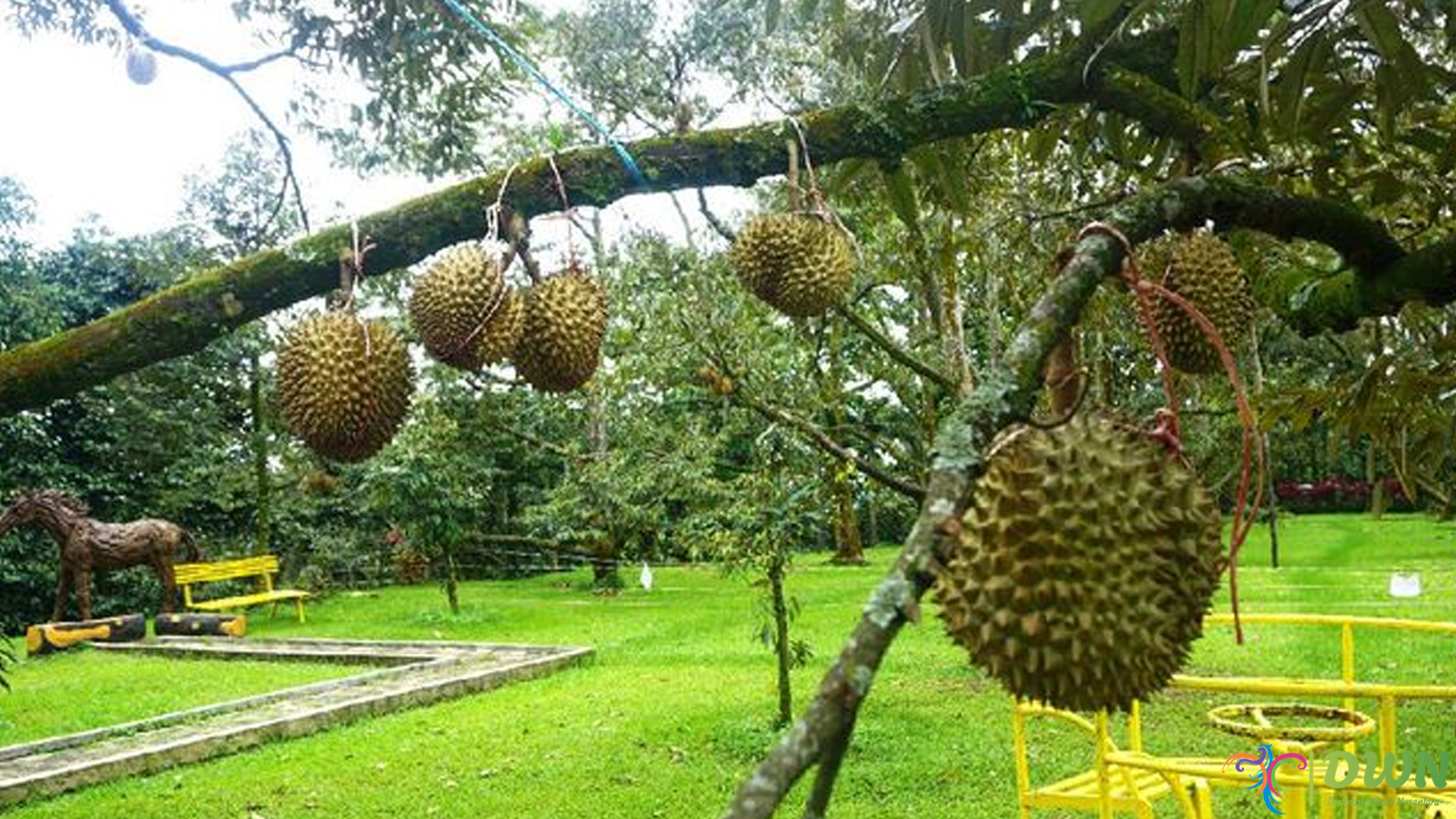 Warso Farm: Tempat Wisata Kekinian untuk Pecinta Buah Durian