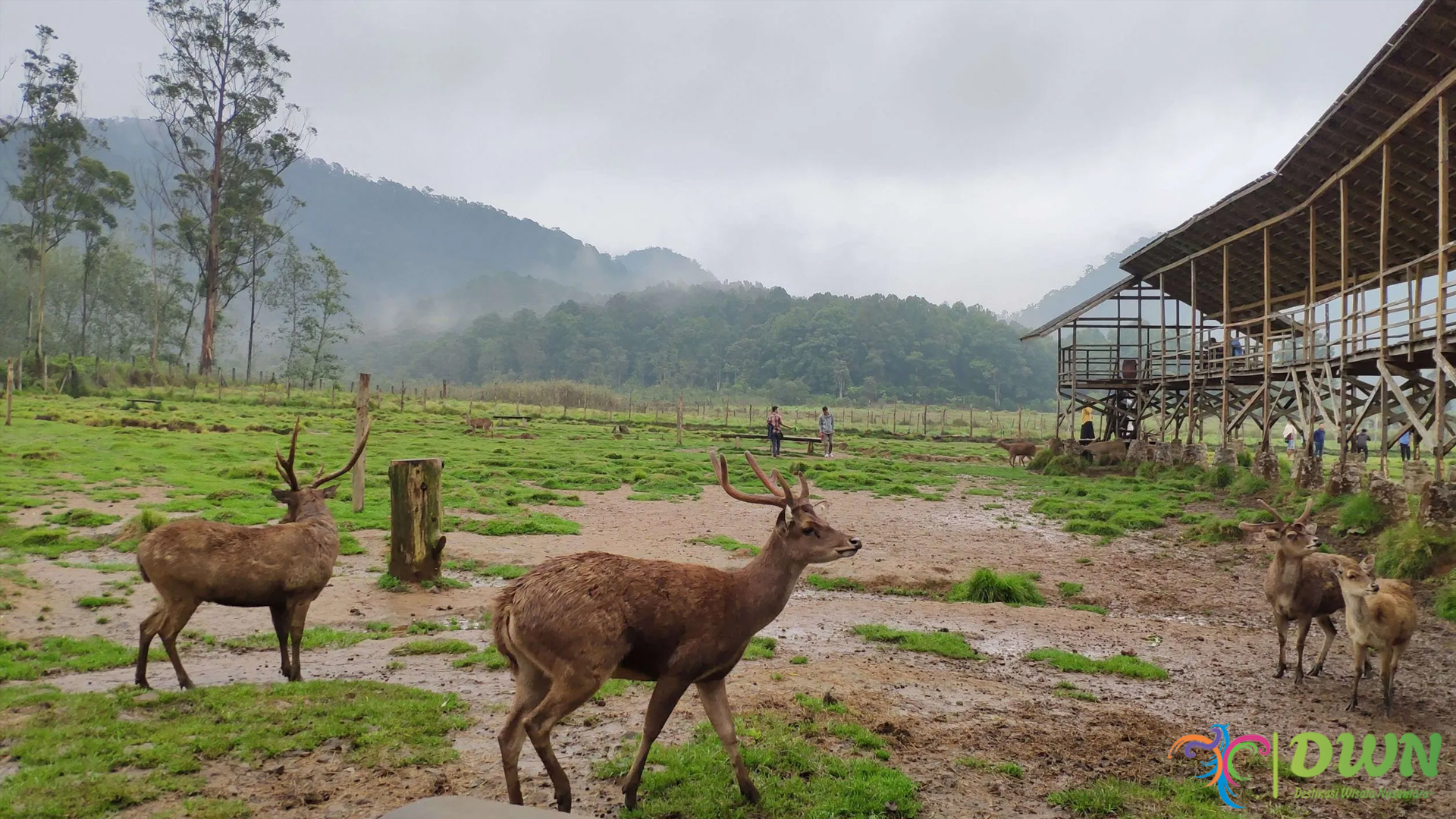 Panduan Lengkap Wisata di Kampung Cai Ranca Upas, Ciwidey