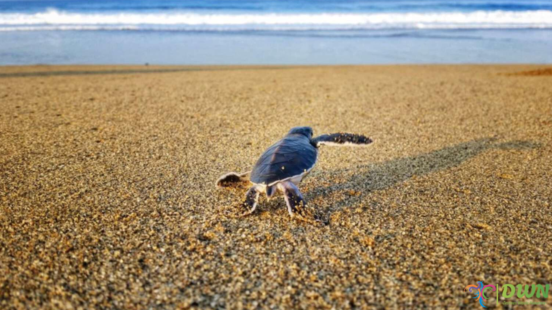 Pantai Sukamade: Keindahan Alam dan Misi Pelestarian Penyu